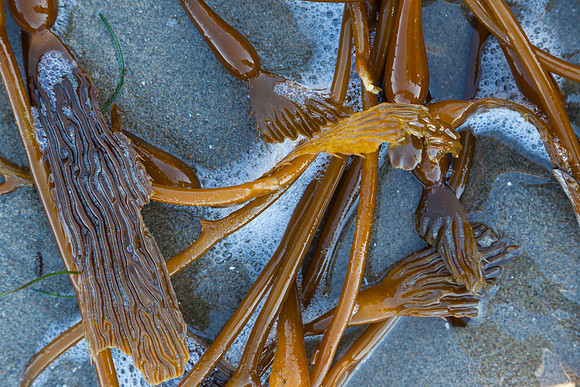 seaweed2-3312