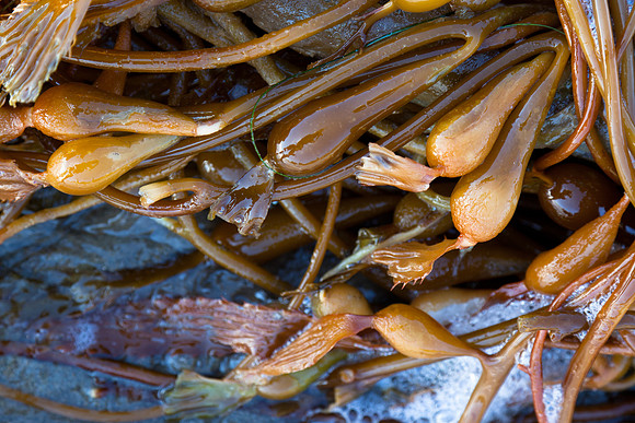 seaweed2-3300