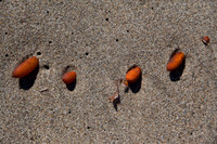 seaweed2-3277