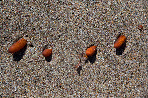 seaweed2-3277