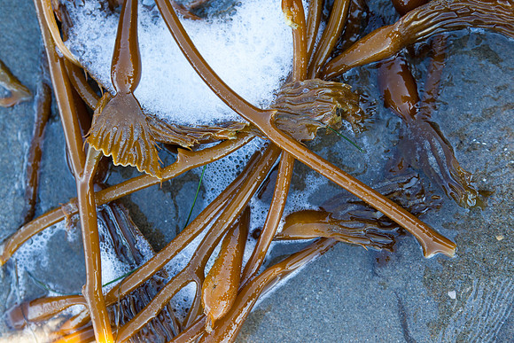 seaweed2-3309