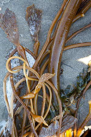 seaweed2-9402