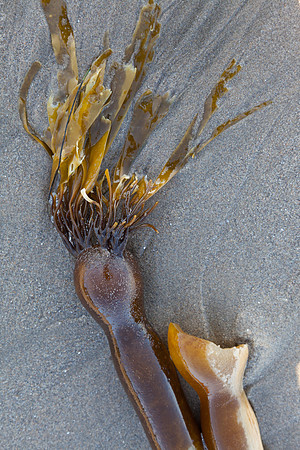 seaweed2-9396
