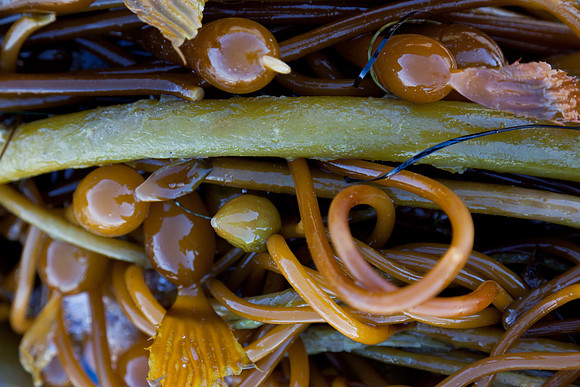 seaweed2-3307