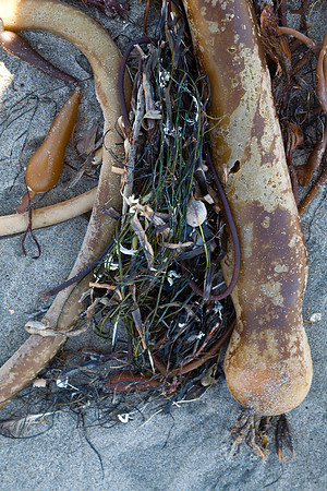 seaweed2-9389