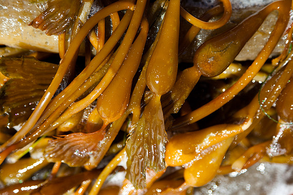 seaweed2-3301