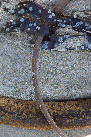 seaweed2-9463