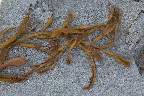 seaweed2-9476