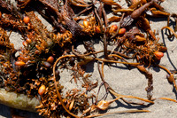 seaweed2-3256