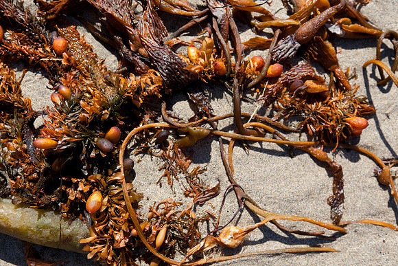 seaweed2-3256