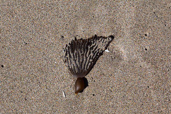 seaweed2-9452