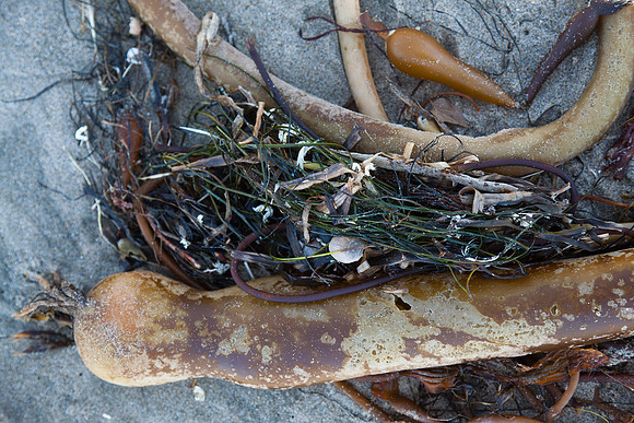 seaweed2-9390