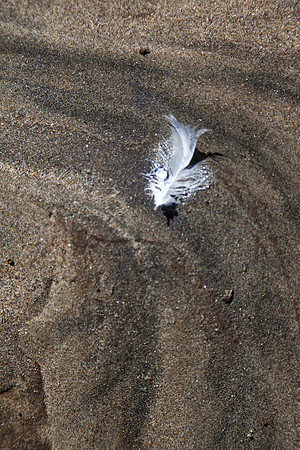 seaweed2-9571