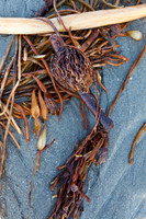 seaweed2-3288