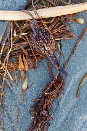 seaweed2-3288