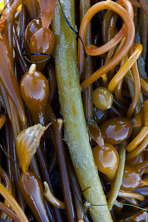 seaweed2-3314