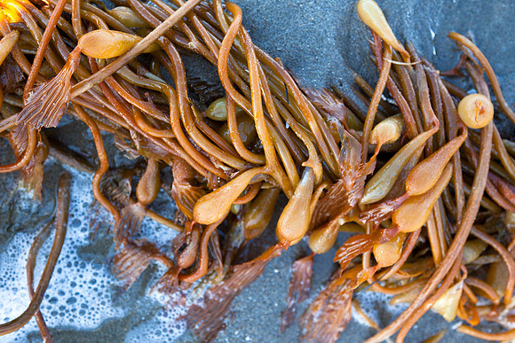 seaweed2-3294