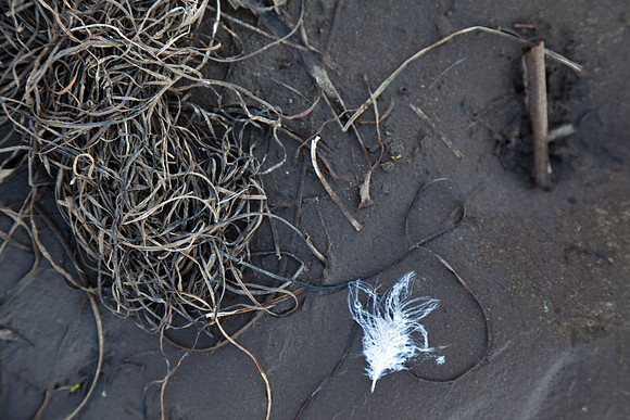 seaweed2-9577