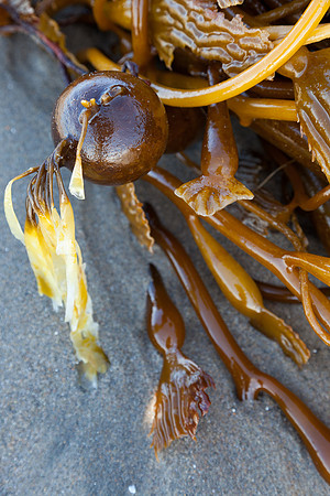 seaweed2-9414