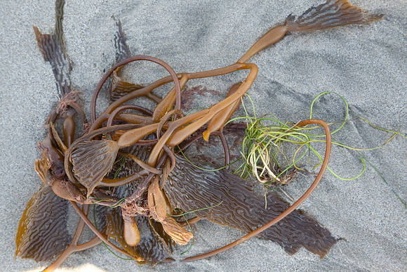 seaweed2-9371