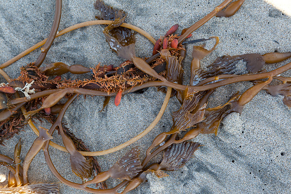 seaweed2-9374