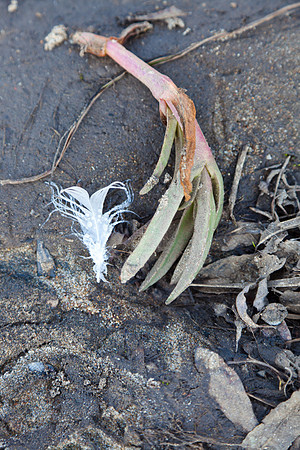 seaweed2-9582