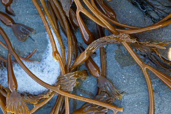 seaweed2-3310