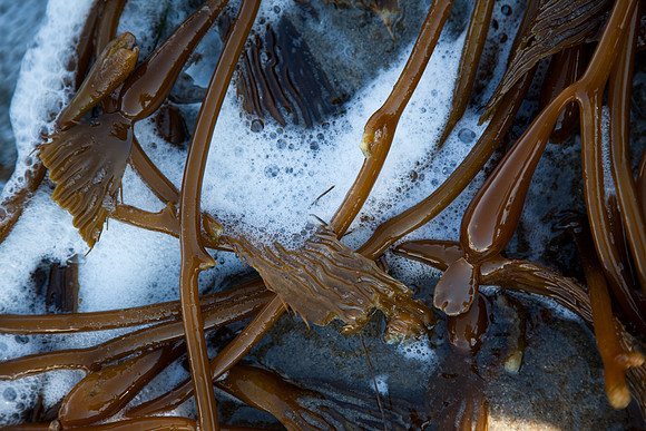 seaweed2-3308