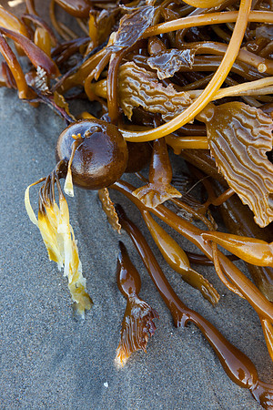 seaweed2-9415