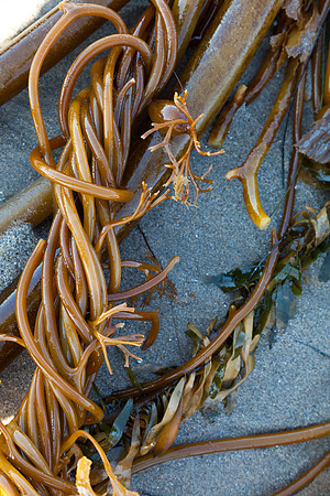 seaweed2-9398