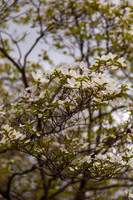 20140518_emmagraduation-9564