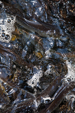 20120528_fishladder_1020