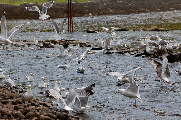 20120528_fishladder_1199