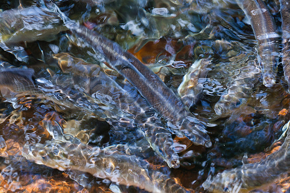 20120528_fishladder_1154