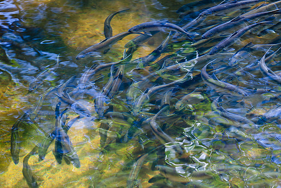 20120528_fishladder_1079