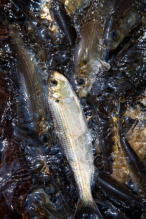 20120528_fishladder_1024
