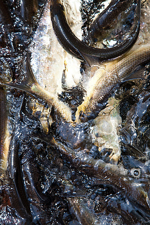 20120528_fishladder_1027