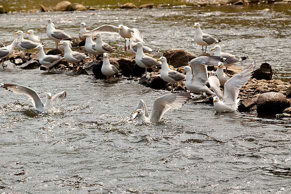 20120528_fishladder_1184