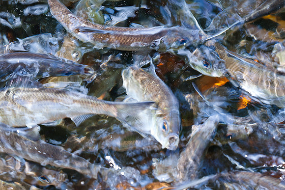 20120528_fishladder_1153