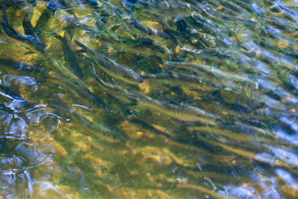 20120528_fishladder_1083