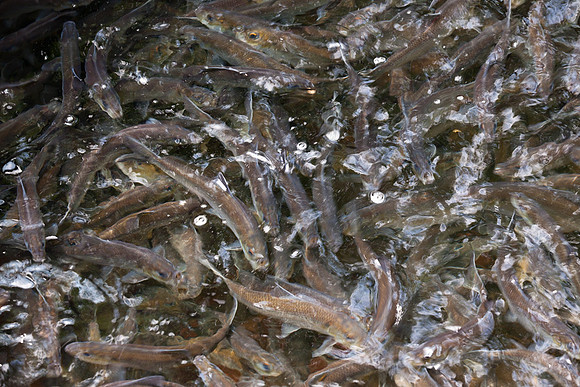 20120528_fishladder_1150