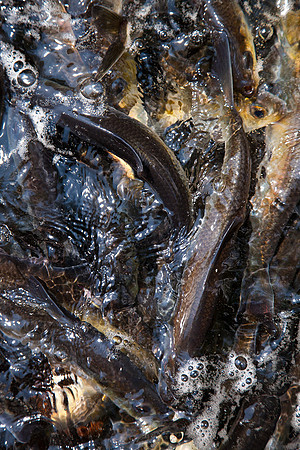 20120528_fishladder_1021