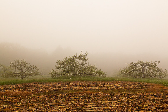 AppleOrchard-0043