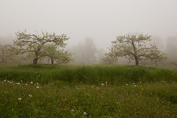 AppleOrchard-9993