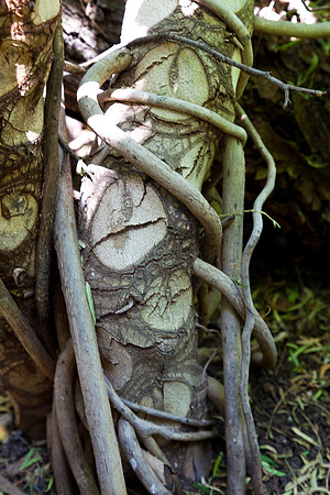 20120415_sanmiguel_1023