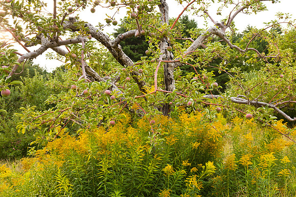 Maine2011-1274