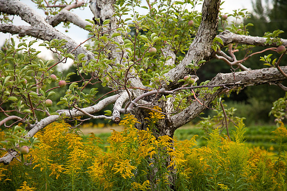 Maine2011-1240