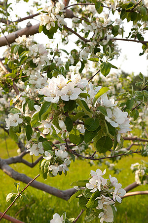 AppleOrchard-9821