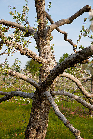 AppleOrchard-9855