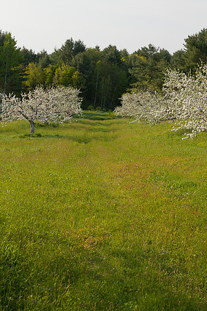 AppleOrchard-9819